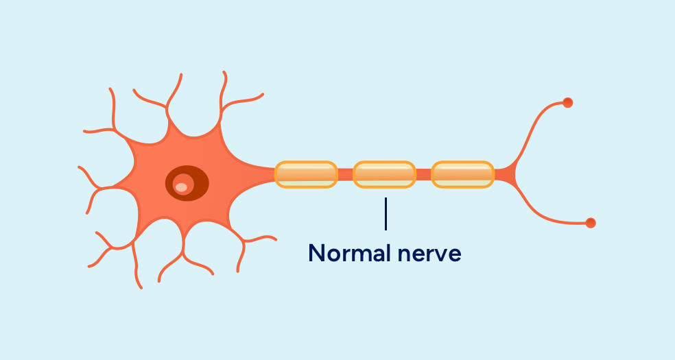 Normal nerve